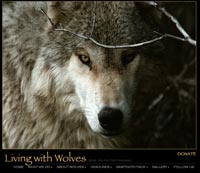 Alpha Male Wolf