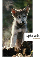 Alpha Male Wolf