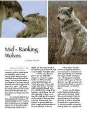 The Sawtooth Mid Ranking Wolves