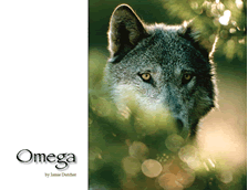 The Sawtooth Omega Wolf