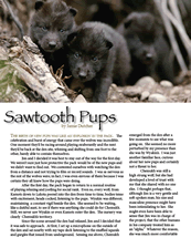 The Sawtooth Wolf Pups