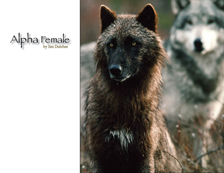 Alpha Female Wolf